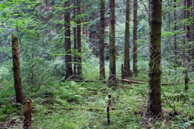 Forest Forest