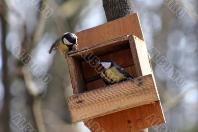 Quarrel of the titmouse Quarrel of the titmouse