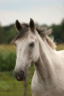 Friendly horse