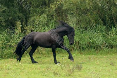Full canter Full canter
