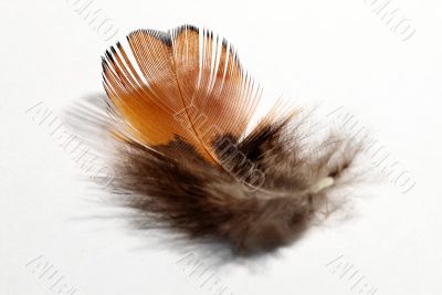 phesant`s feather
