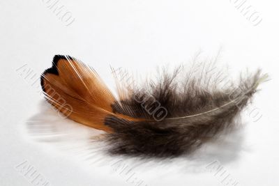 phesant`s feather