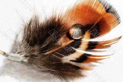 phesant`s feather