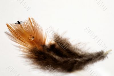 phesant`s feather
