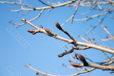 Budding tree Budding tree
