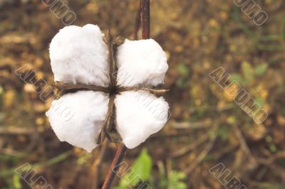 Cotton Boll