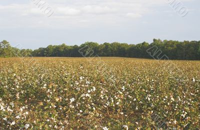 Cotton Field