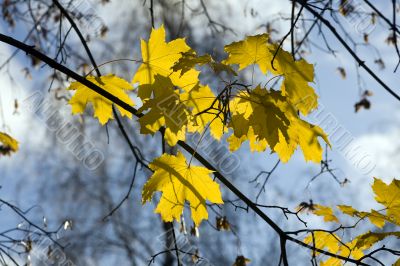 Maple under the sky