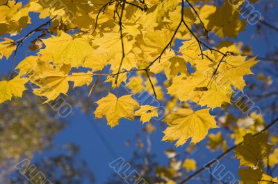 Maple under the sky