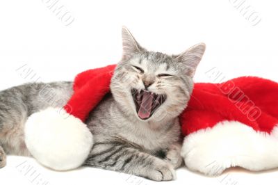 The grey cat yawns near to a New Year`s cap