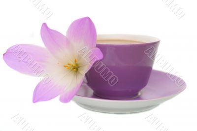The lilac flower and cup from coffee are isolated