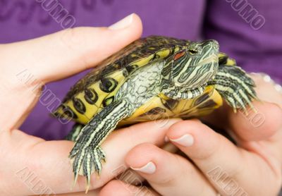 little pet turtle