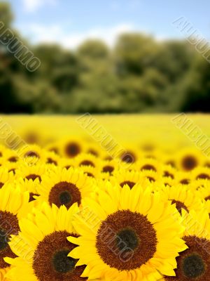 beautiful sunflowers in a sunny day