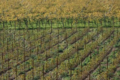 Autumnal vineyard geometry