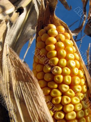 Golden corn and the blue sky