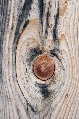 Beautiful knotty wood texture