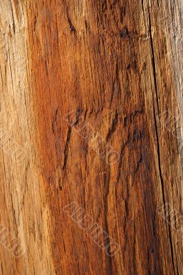 Wood texture of warm orange color