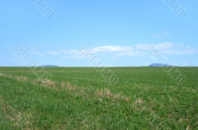 Spacious green field under the blue sky