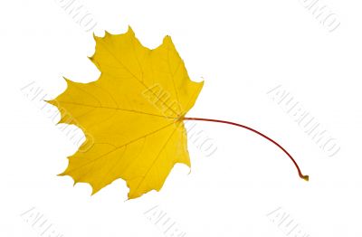 Maple leaf