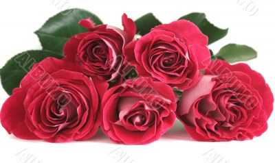 Five pink roses lay on a white background