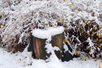 Stump in the bushes