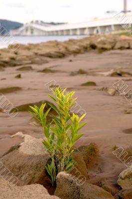 Plant growing at beach