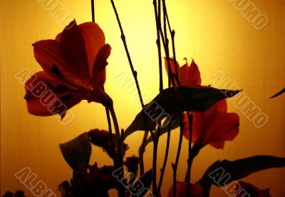 Sunset Bloom Sunset Bloom