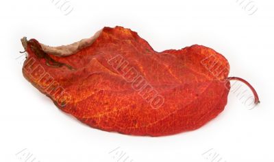 dry autumn leaf