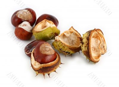 group of chestnuts