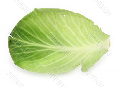 single cabbage leaf