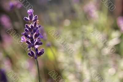 Lavender Field at Dawn