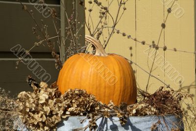 autumn pumpkin