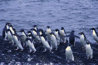 Flock of Adelie penguins, coming out of the water Flock of Adelie penguins, coming out of the water