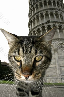 Pisa tower behind the cat Pisa tower behind the cat