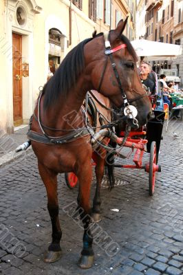 Horse cart