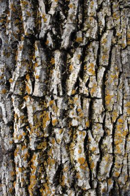 Mossy bark background