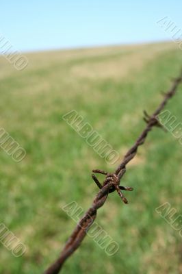 Rusty barbed wire in the field