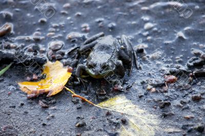 Frog on beach