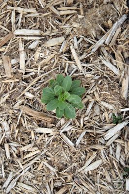 Little green plant growing through sawdust