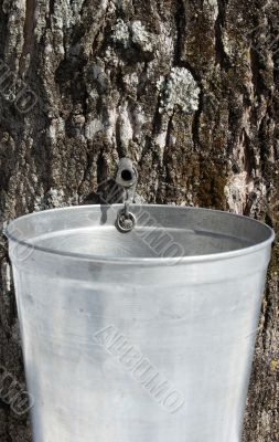 Droplet of sap flowing into a pail to produce maple syrup