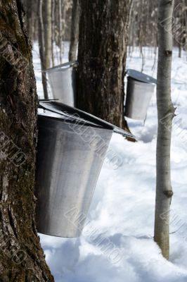 Collecting maple sap to produce syrup