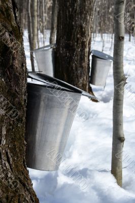Collecting maple sap to produce syrup Collecting maple sap to produce syrup