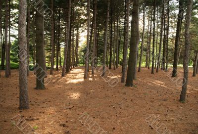 Pine forest in the sunlight