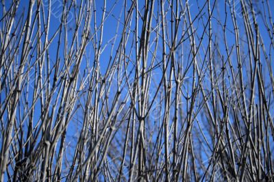 Dense tree branches against the blue sky