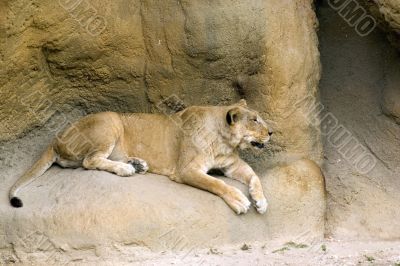 Lioness at Rest