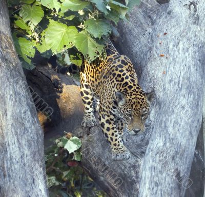 Leopard in Tree Leopard in Tree