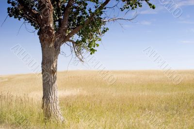 Lonely Tree