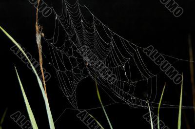 cobweb
