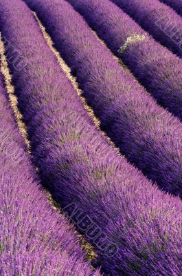 Rows of lavender