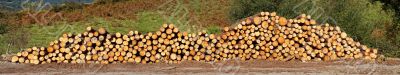 Panoramic view of logs stacked